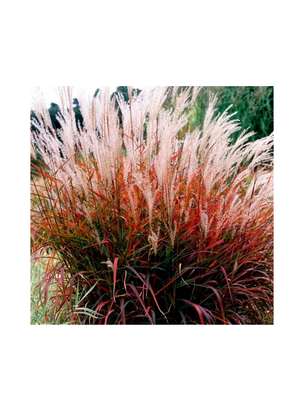 Miskant chiński- Miscanthus sinensis 'Dronning Ingrid'