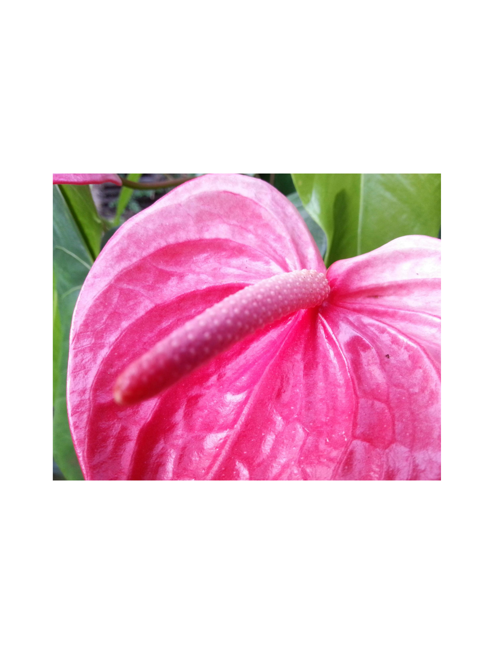 Anthurium różowe d12