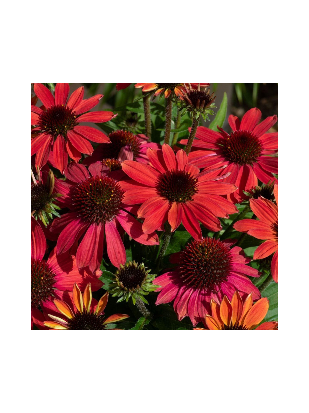 Jeżówka purpurowa - Echinacea purpurea SunMagic 'Vintage Ruby'