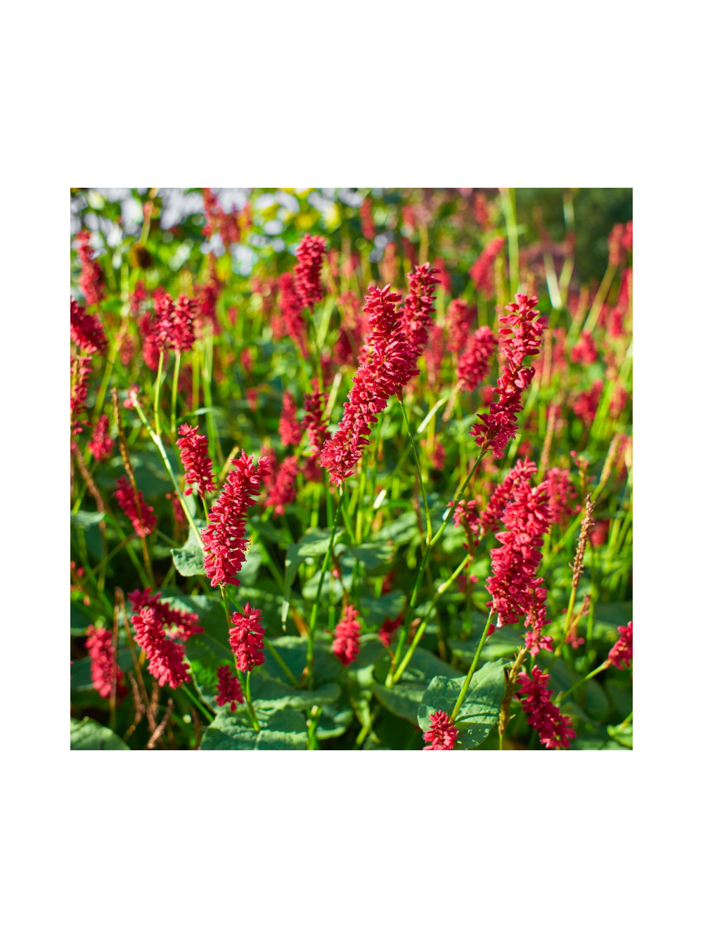 Rdest himalajski - Persicaria amplexicaulis 'Ample Vibrant Red'