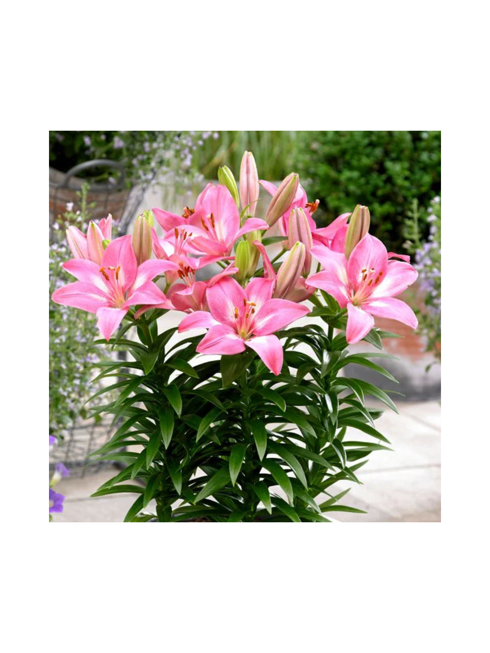 Lilia - Lilium 'Rozalynn'