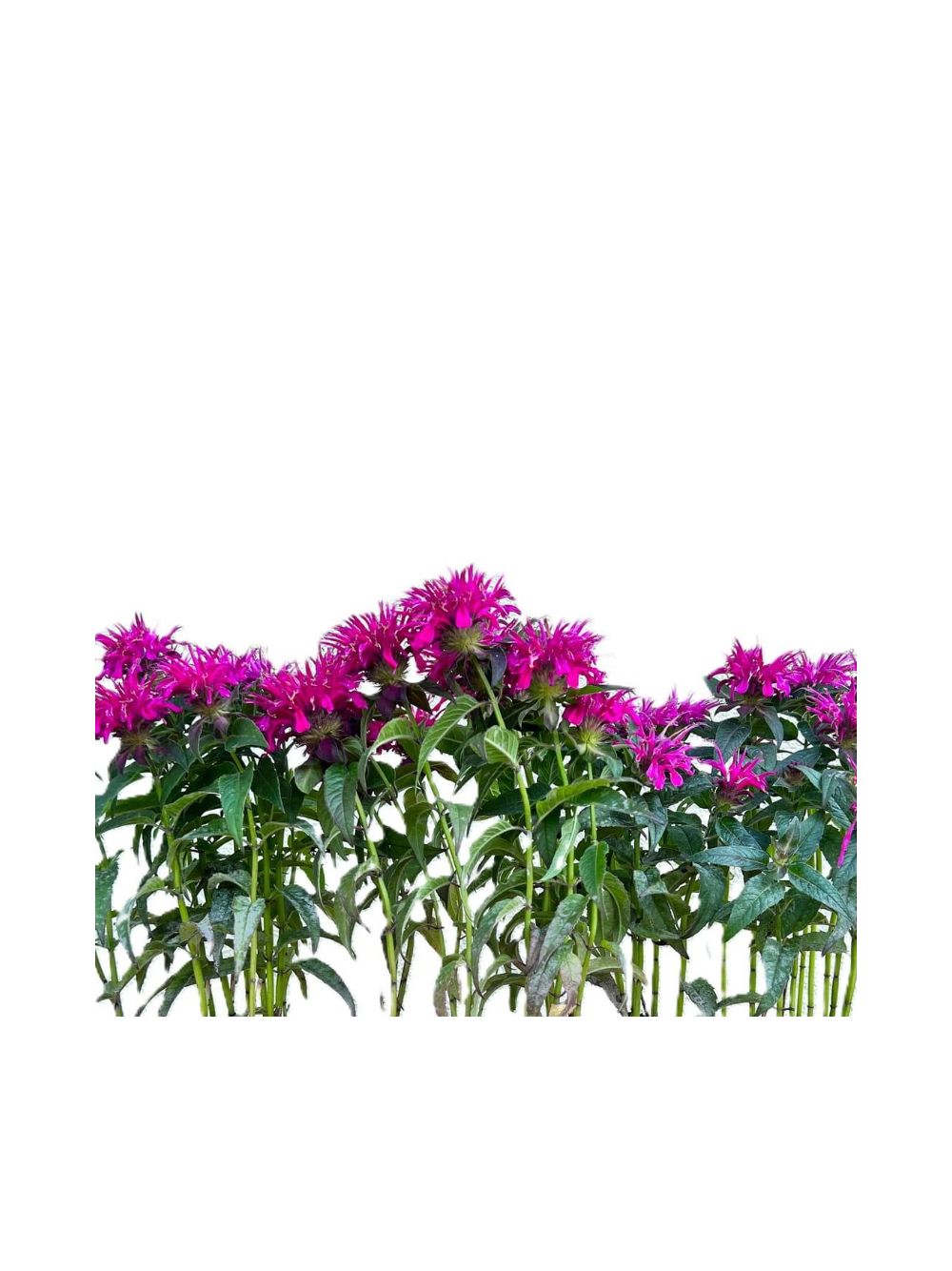 Pysznogłówka - Monarda hybrida 'Bee-Free'