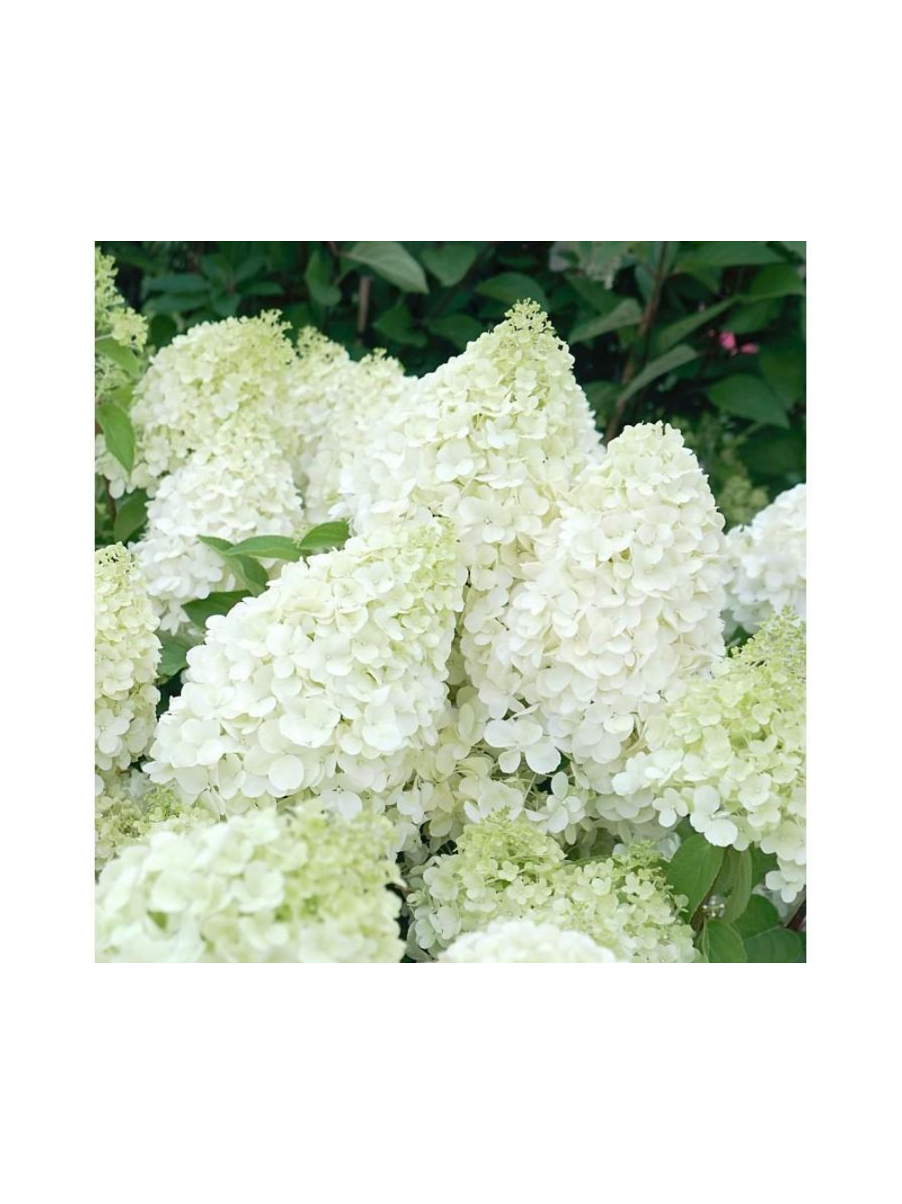 Hortensja bukietowa - Hydrangea paniculata 'Polar Bear'(R)