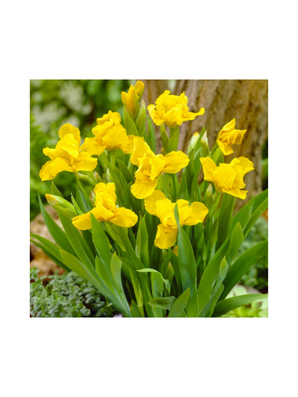 Kosaciec karłowy- Iris pumila 'Brassie'