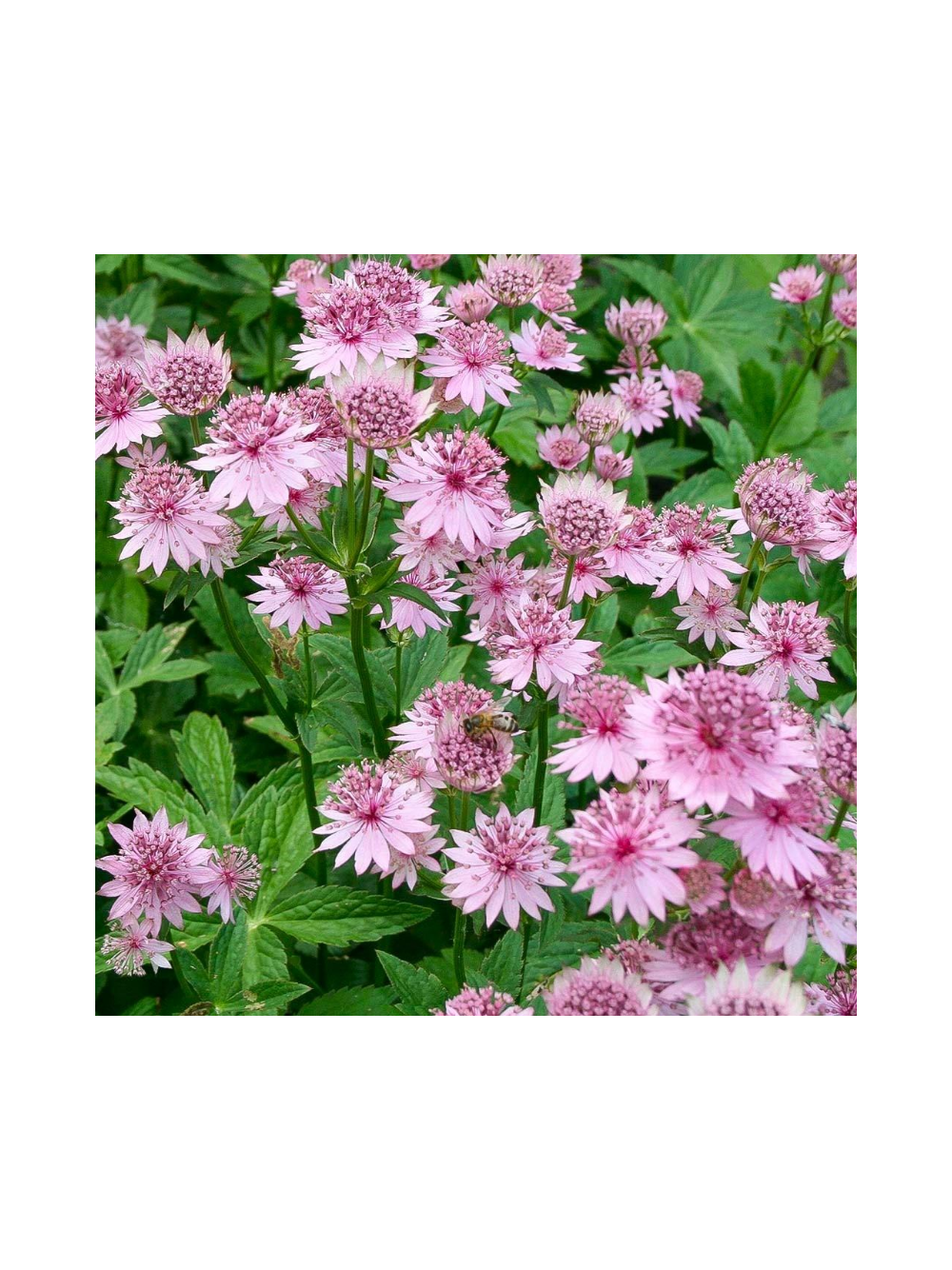Jarzmianka większa - Astrantia major 'Roma'®