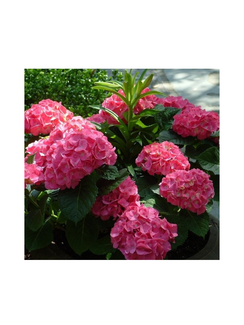 Hortensja ogrodowa - Hydrangea macrophylla 'Leuchtfeuer'