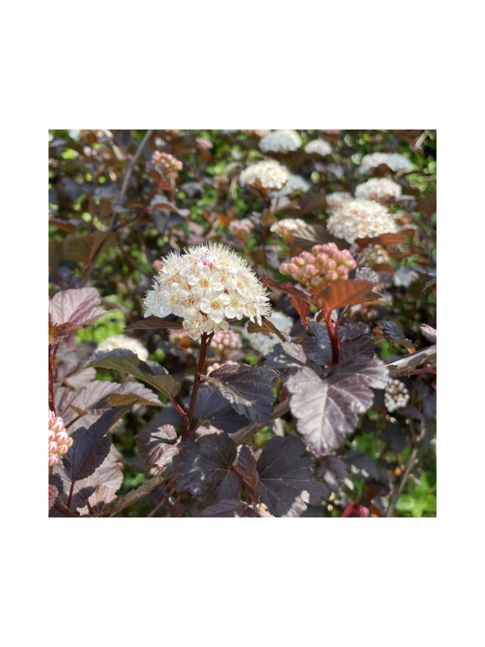Pęcherznica kalinolistna - Physocarpus opulifolius 'Diable D'or'