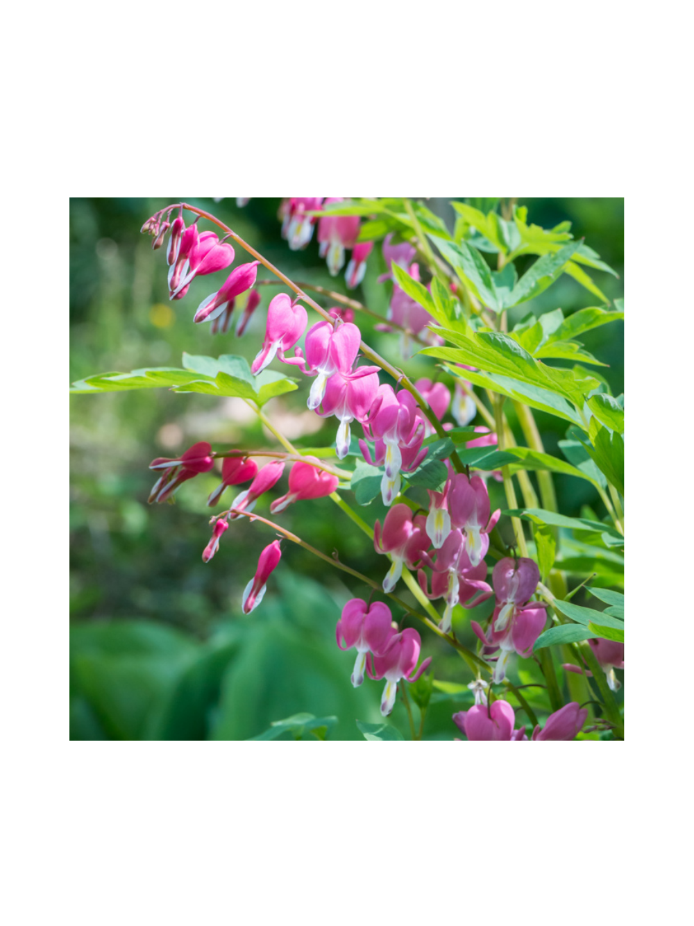 Serduszka okazałe - Dicentra spectabilis