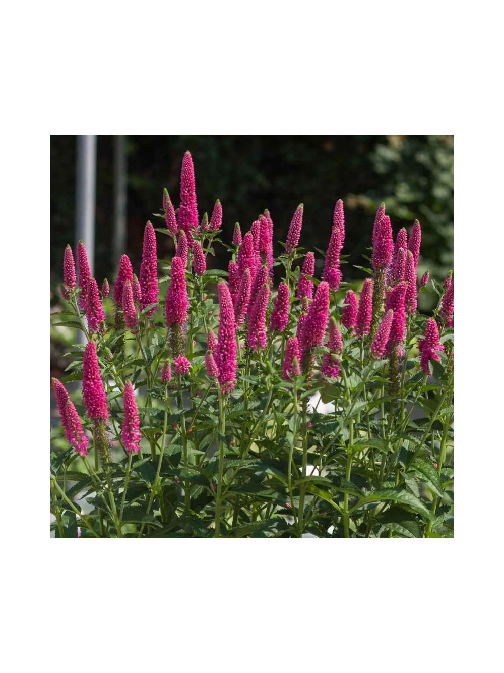 Przetacznik długolistny - Veronica longifolia 'First Love'
