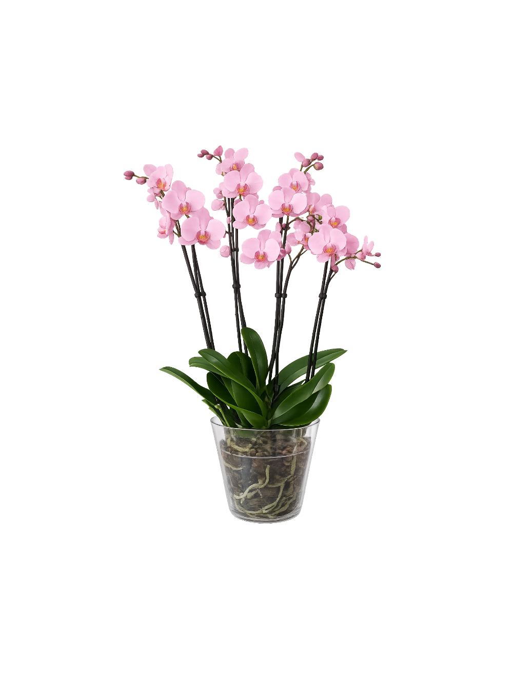 Storczyk Super Extra (Phalaenopsis) 4 pędy jasnoróżowy d12