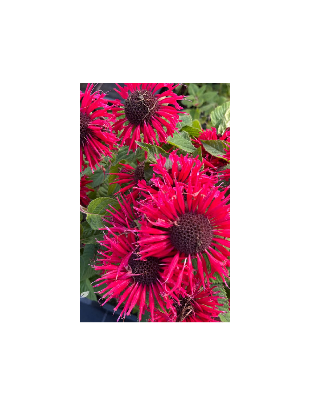Pysznogłówka - Monarda ‘Bee Happy’