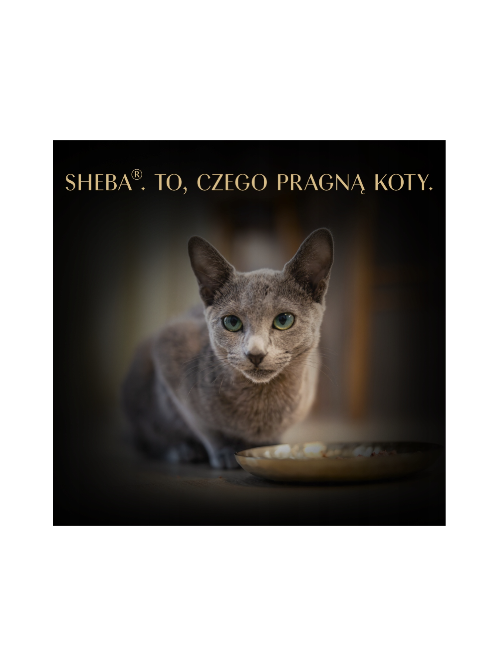 SHEBA Filets mokra karma dla kota z tuńczykiem w sosie 60g
