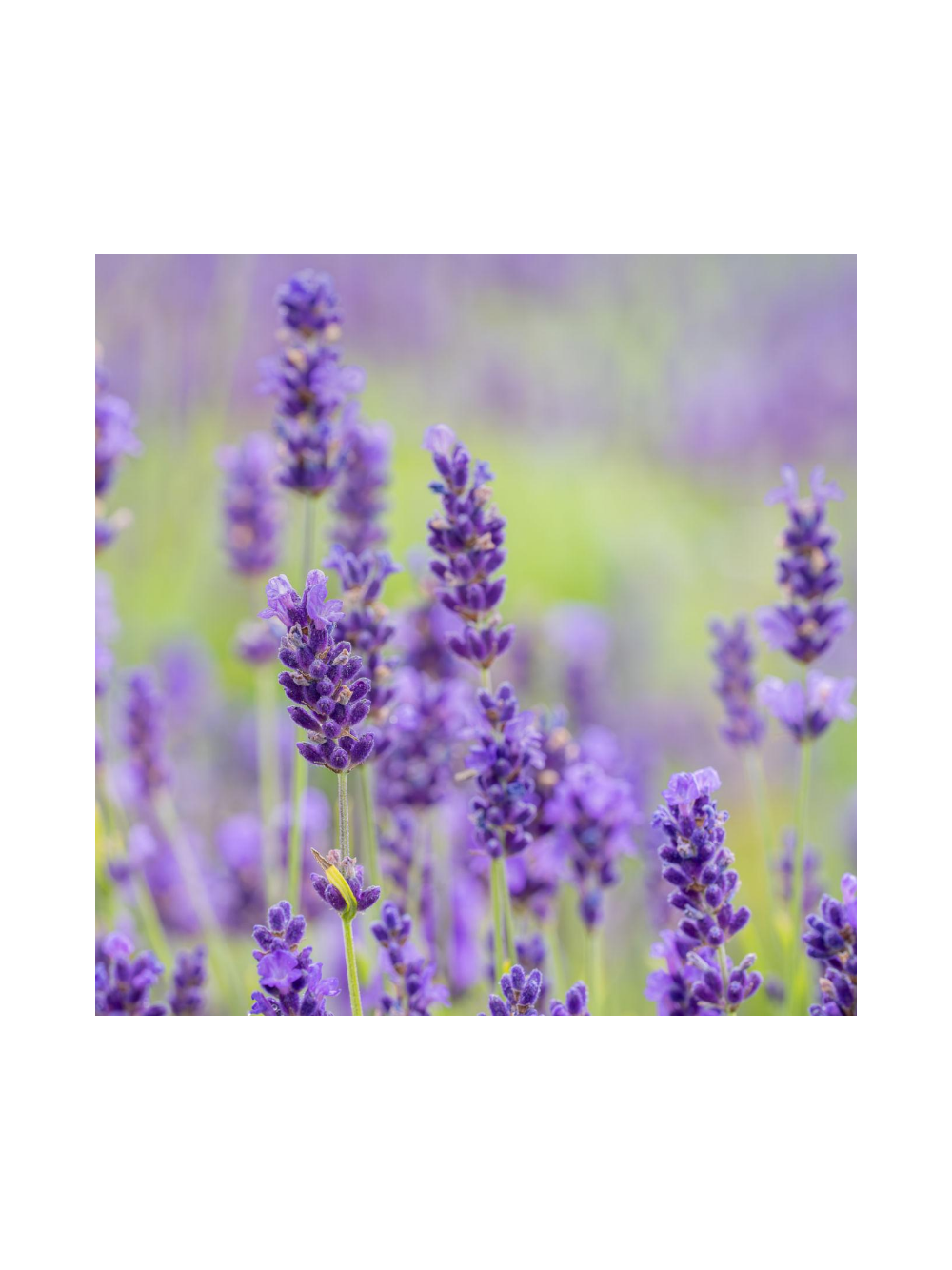 Lawenda wąskolistna - Lavandula angustifolia 'Hidcote Blue'