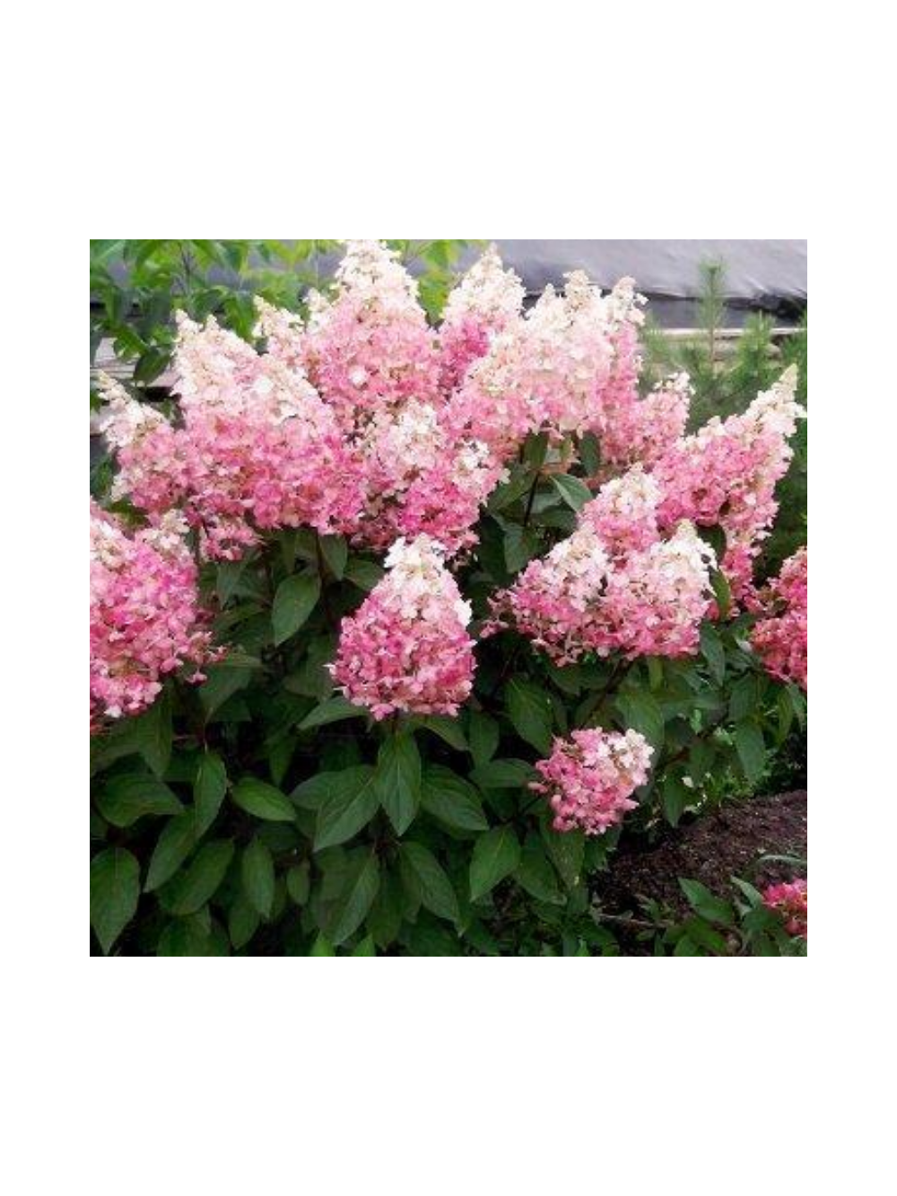 Hortensja bukietowa - Hydrangea paniculata 'Pinky Winky'(R)