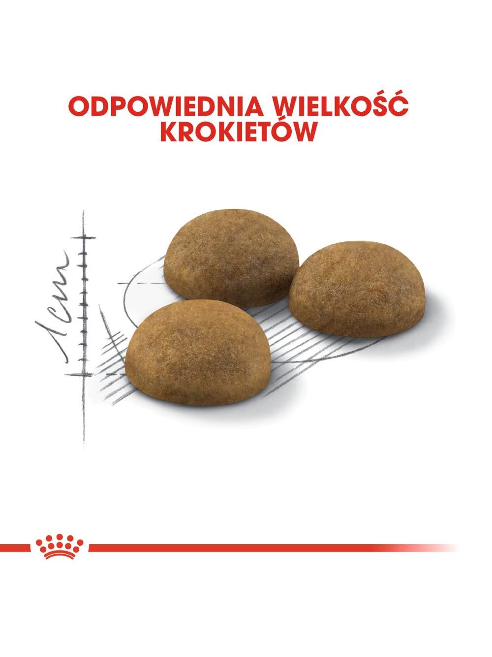 ROYAL CANIN  Indoor Long Hair 10kg karma sucha dla kotów dorosłych, długowłose, przebywających wyłącznie w domu / Opakowanie uszkodzone (9512) !!!