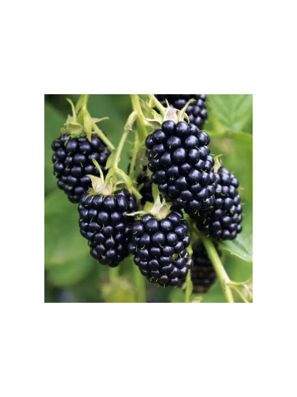 Jeżyna bezkolcowa - Rubus fruticosus 'Thornfree'