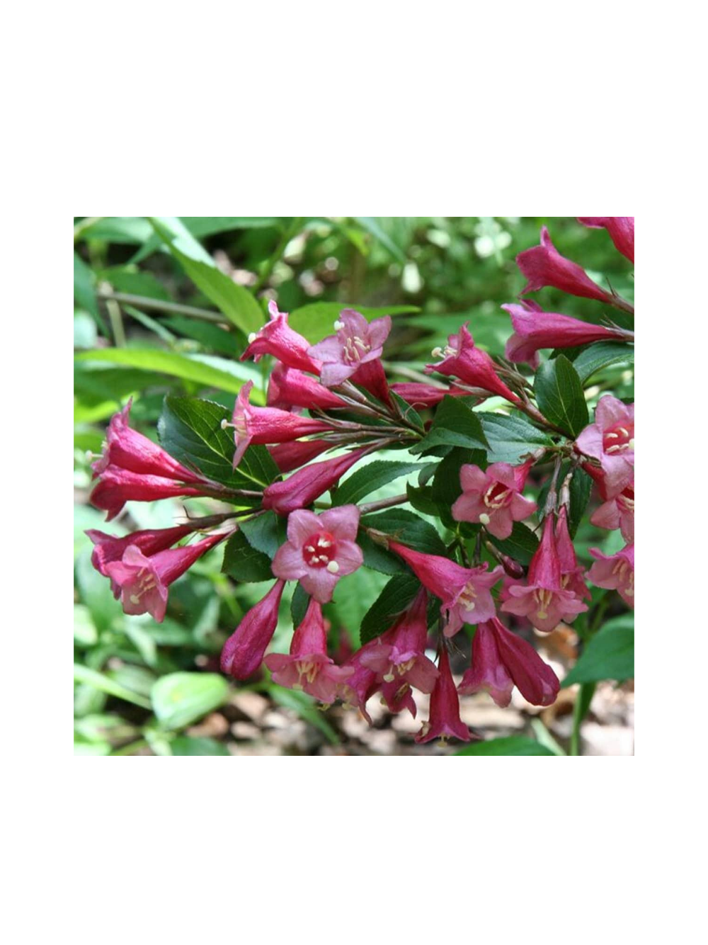 Krzewuszka cudowna - Weigela florida 'Rumba'