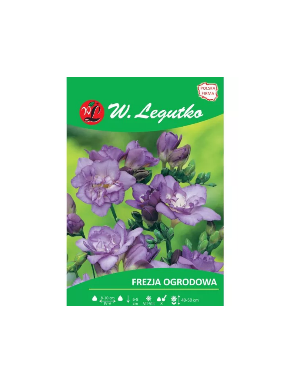 Frezja fioletowa 10szt.