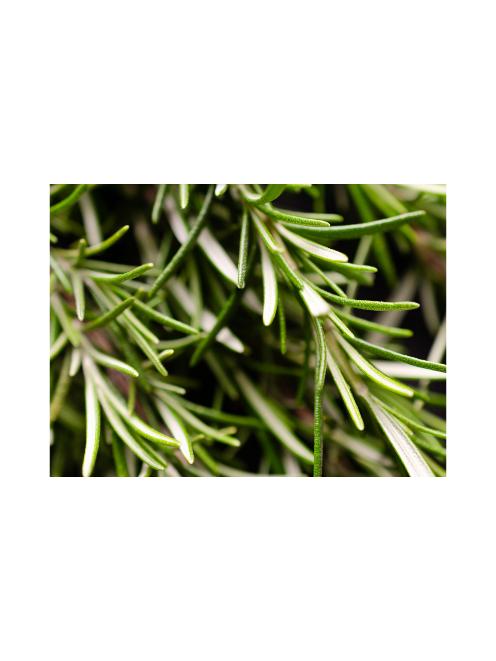 Rozmaryn lekarski - Rosmarinus officinalis