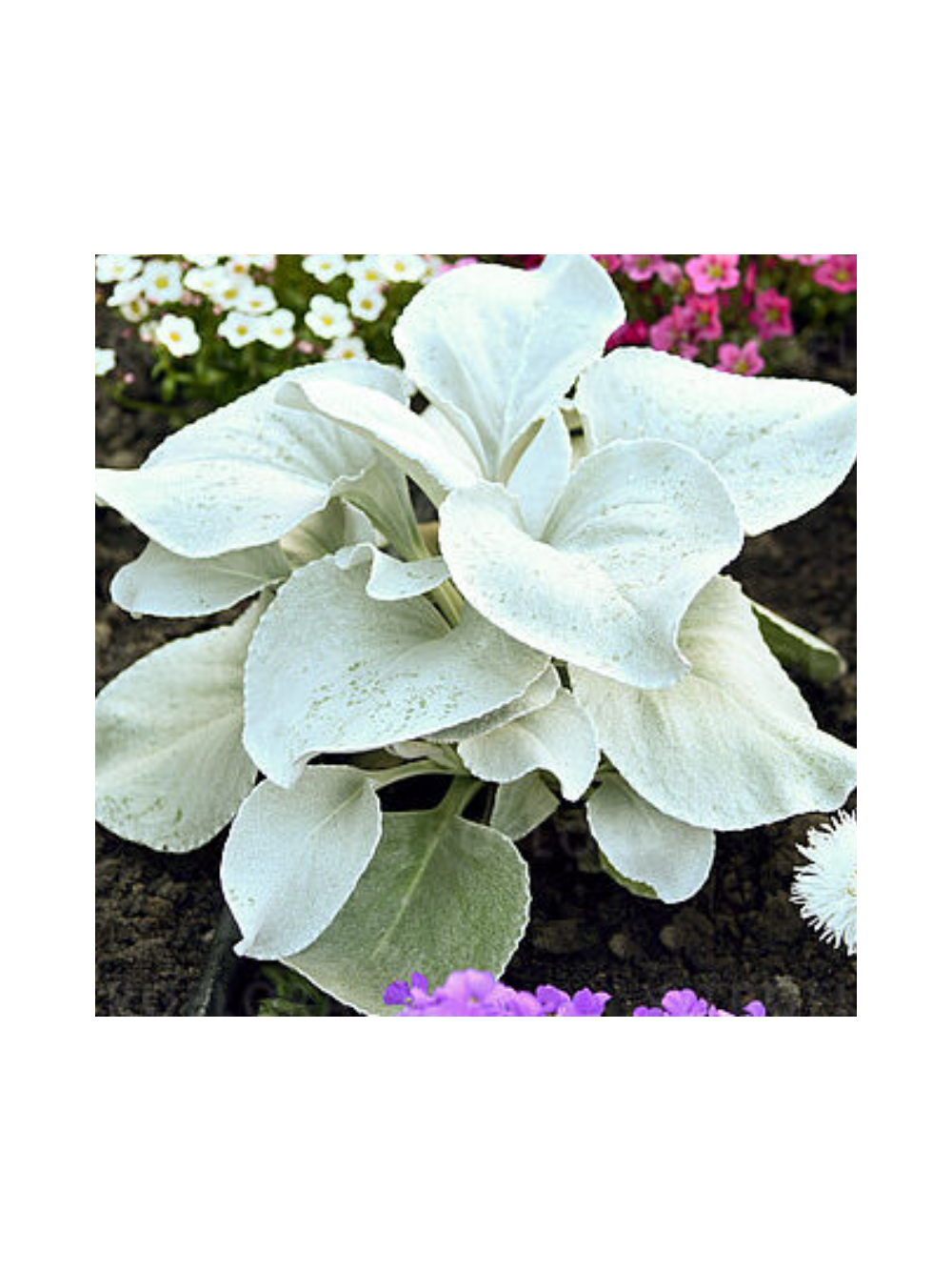Starzec - Senecio 'Angel Wings'