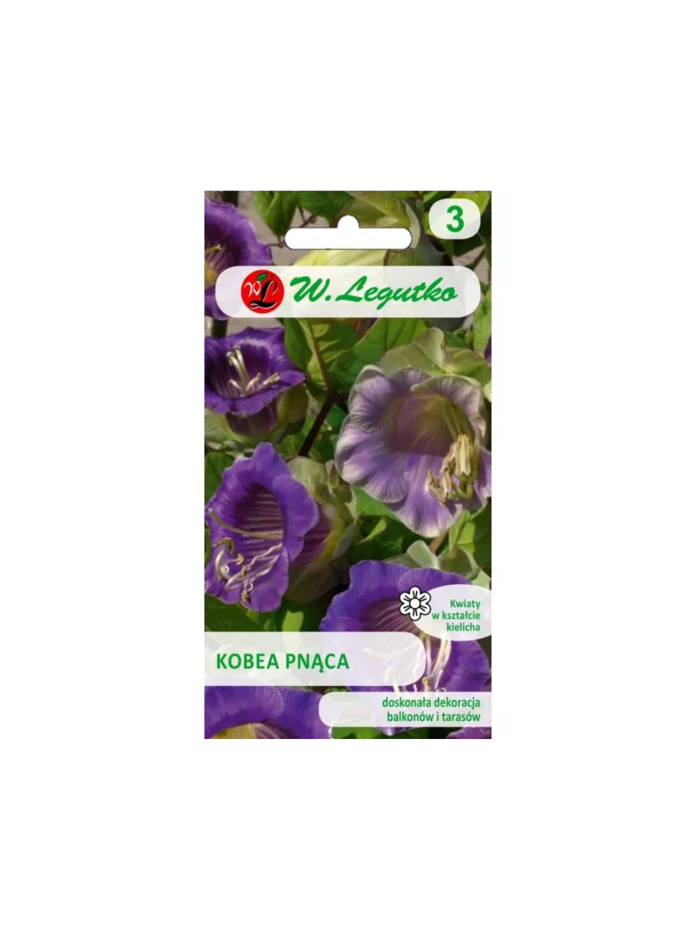 Kobea pnąca - fioletowa