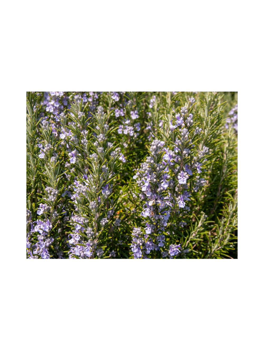 Rozmaryn lekarski - Rosmarinus officinalis