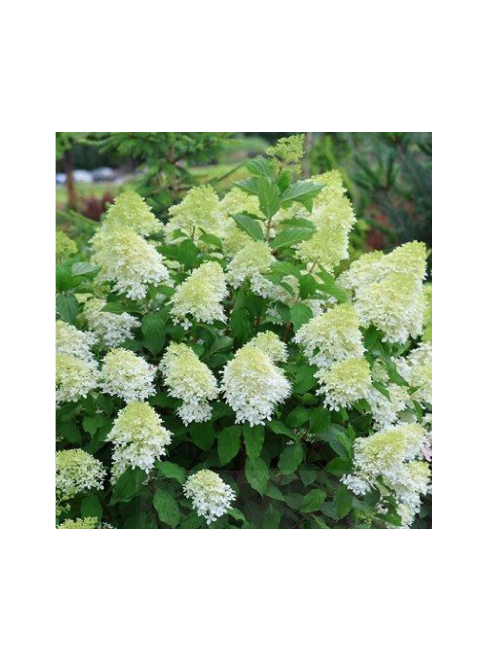 Hortensja bukietowa - Hydrangea paniculata 'Limelight'(R)