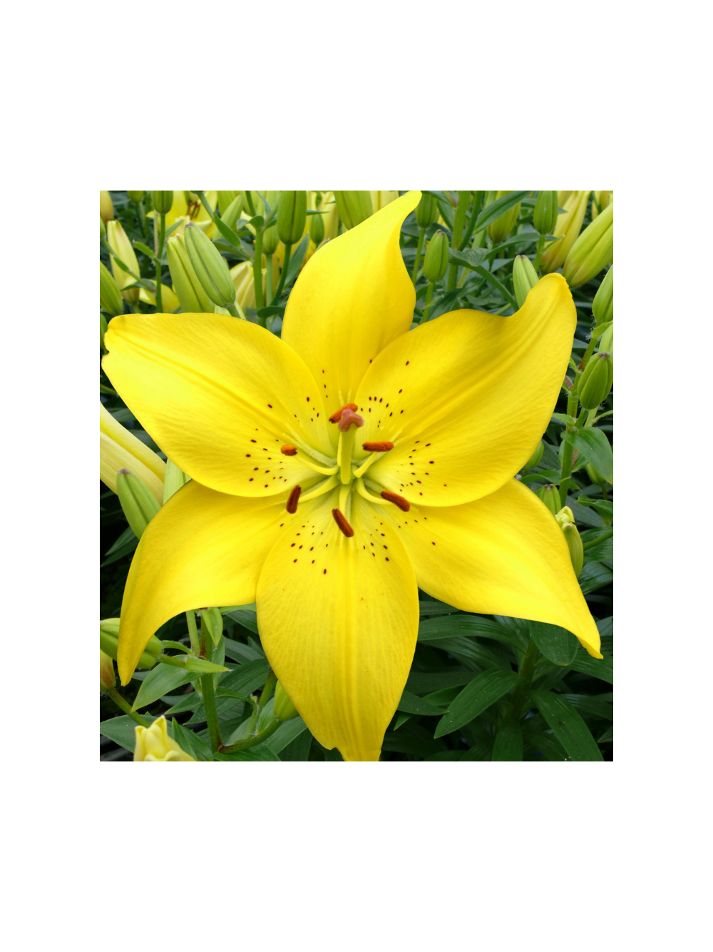 Lilia - Lilium 'Ilse Yellow'