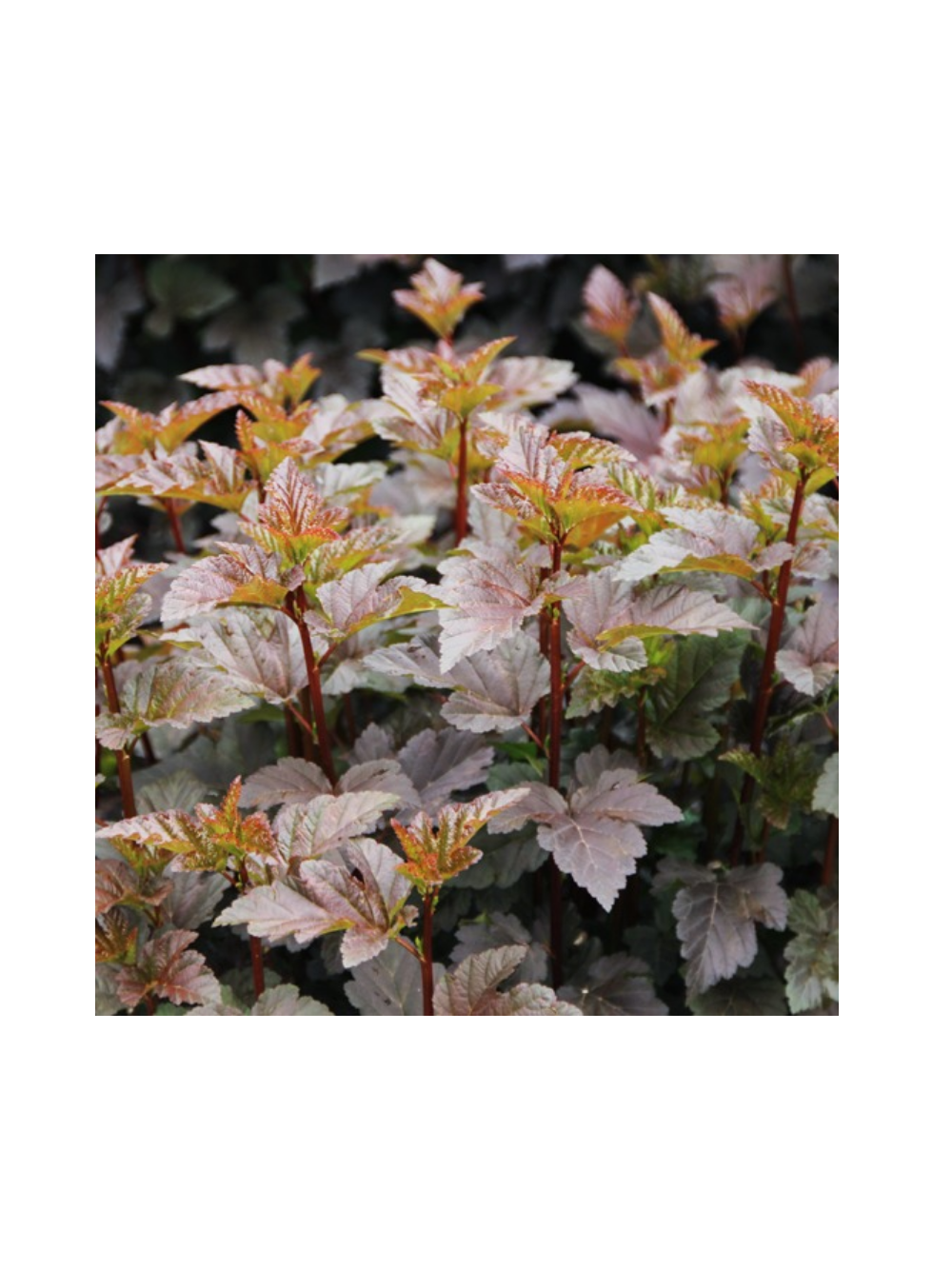Pęcherznica kalinolistna - Physocarpus opulifolius 'Diabolo' (R)