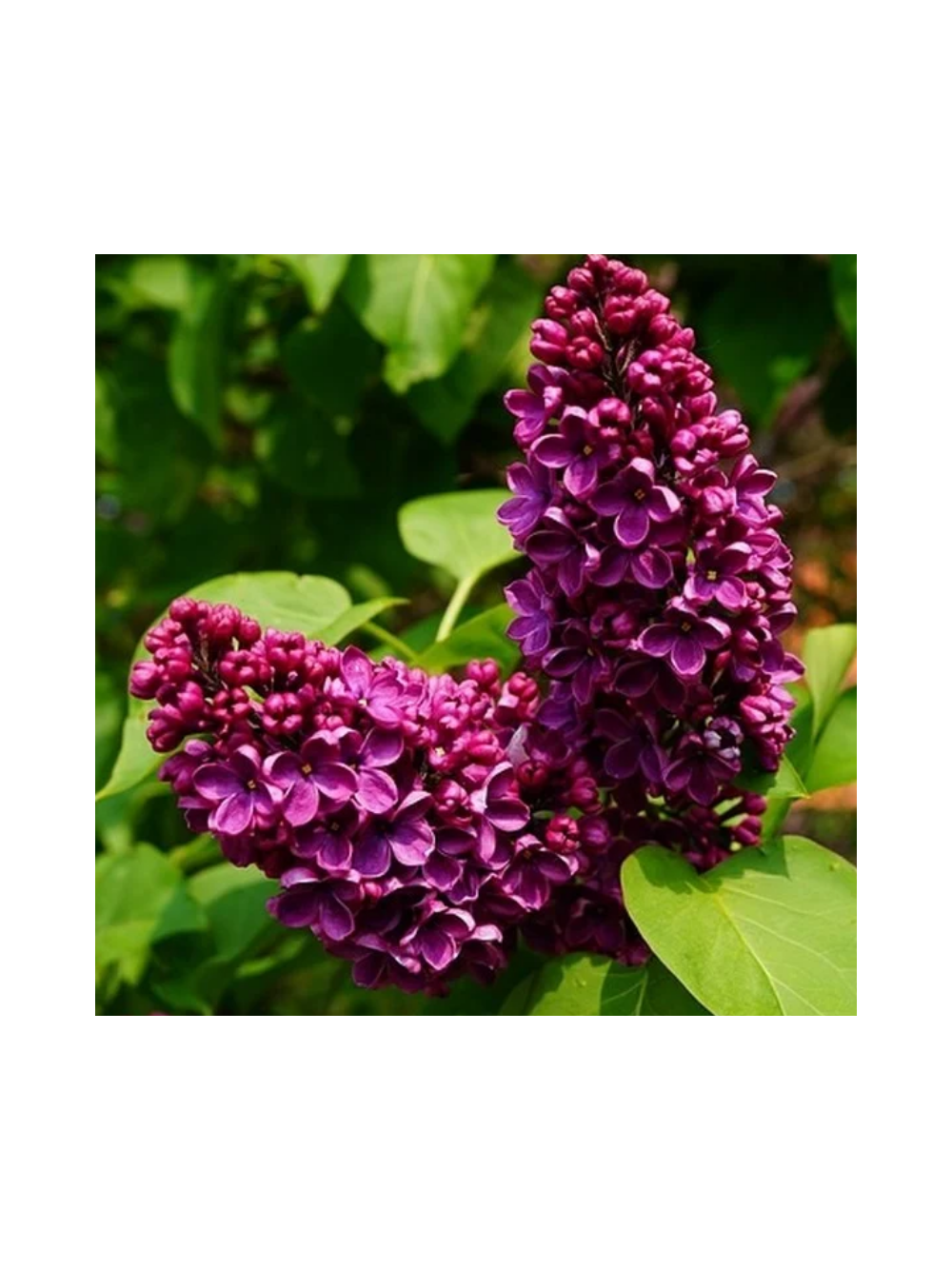Lilak pospolity - Syringa vulgaris 'Prince Wolkonsky'