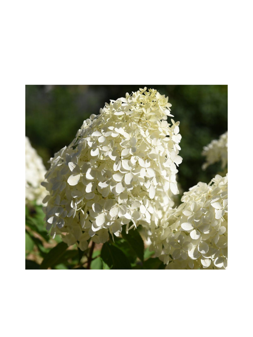 Hortensja bukietowa - Hydrangea paniculata 'Polar Bear'(R)