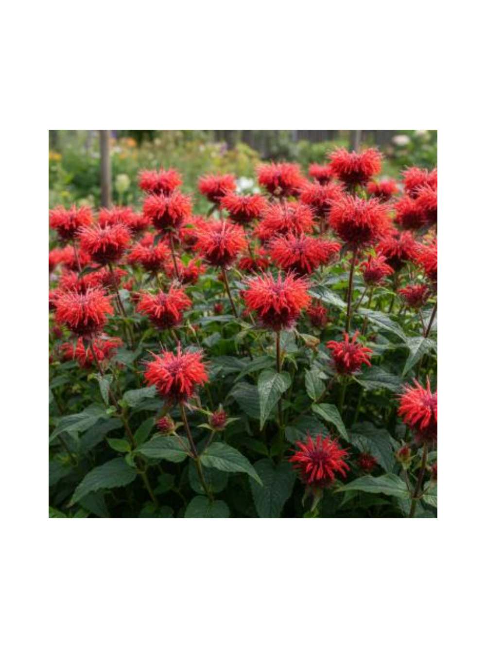 Pysznogłówka - Monarda didyma 'Fireball'