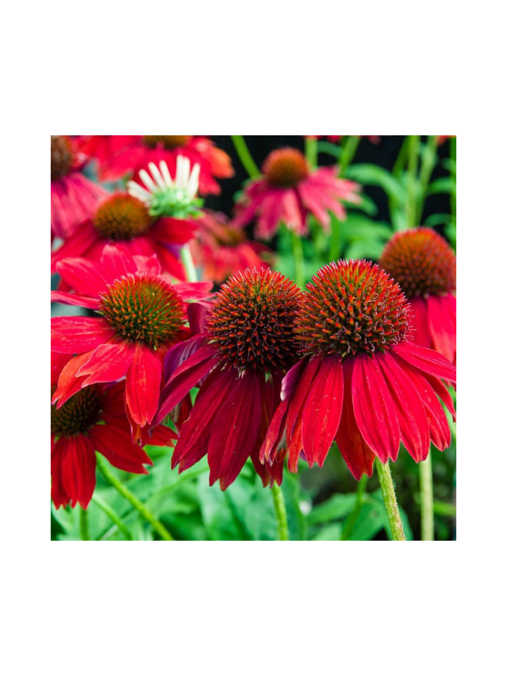 Jeżówka purpurowa - Echinacea purpurea 'Pearl Red'
