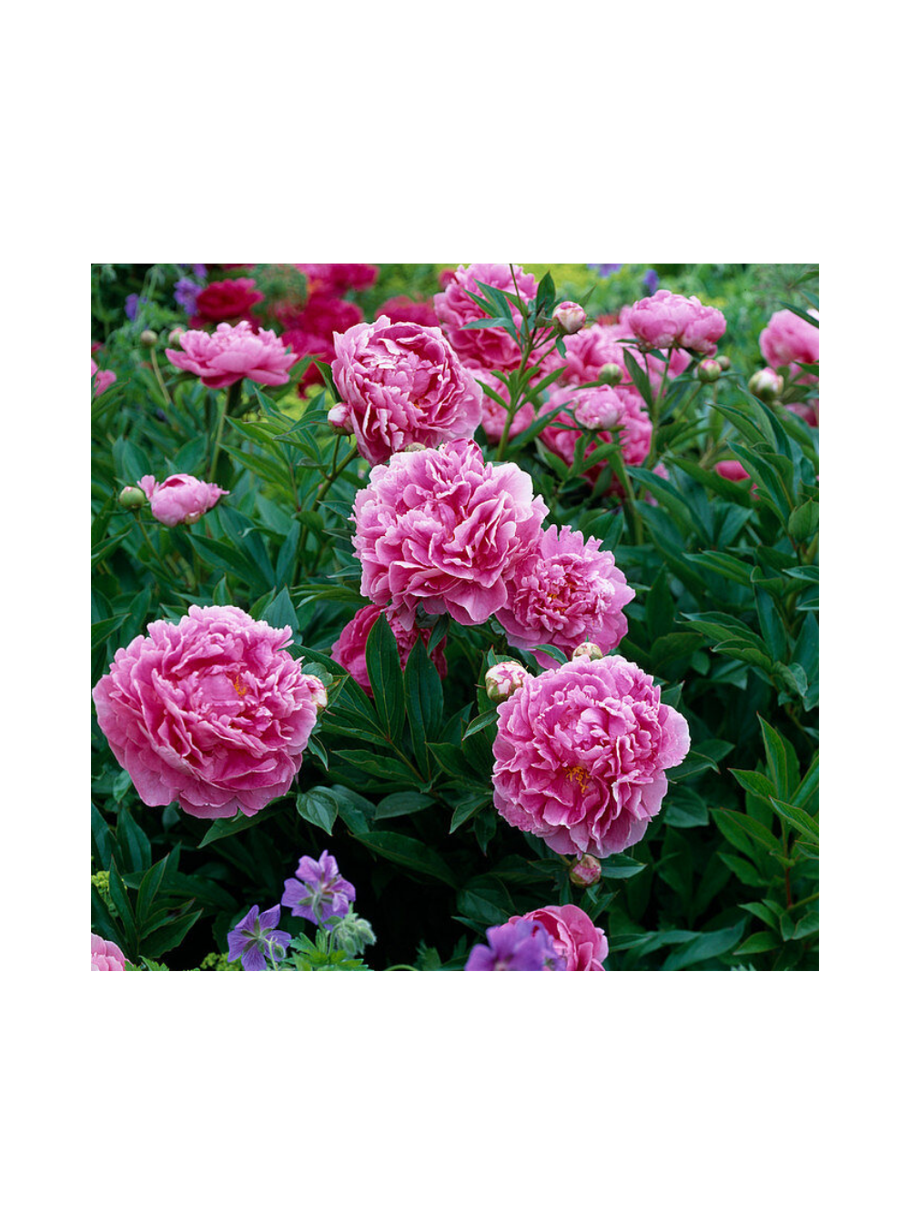 Piwonia chińska - Paeonia 'Dr. Alex Flamming'