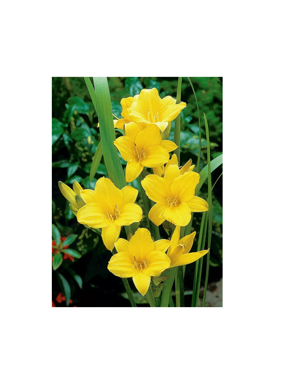Liliowiec - Hemerocallis 'Chicago Sunrise'