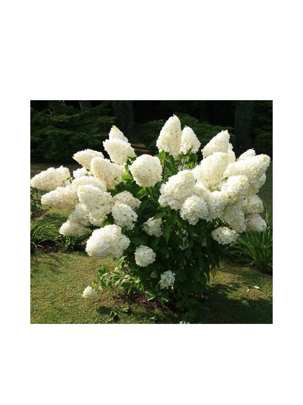 Hortensja bukietowa - Hydrangea paniculata 'Polar Bear'(R)