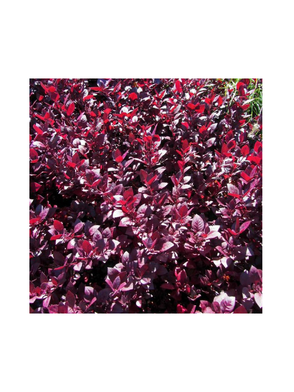 Berberys Thunberga - Berberis thunbergii 'Deep Purple'(R)