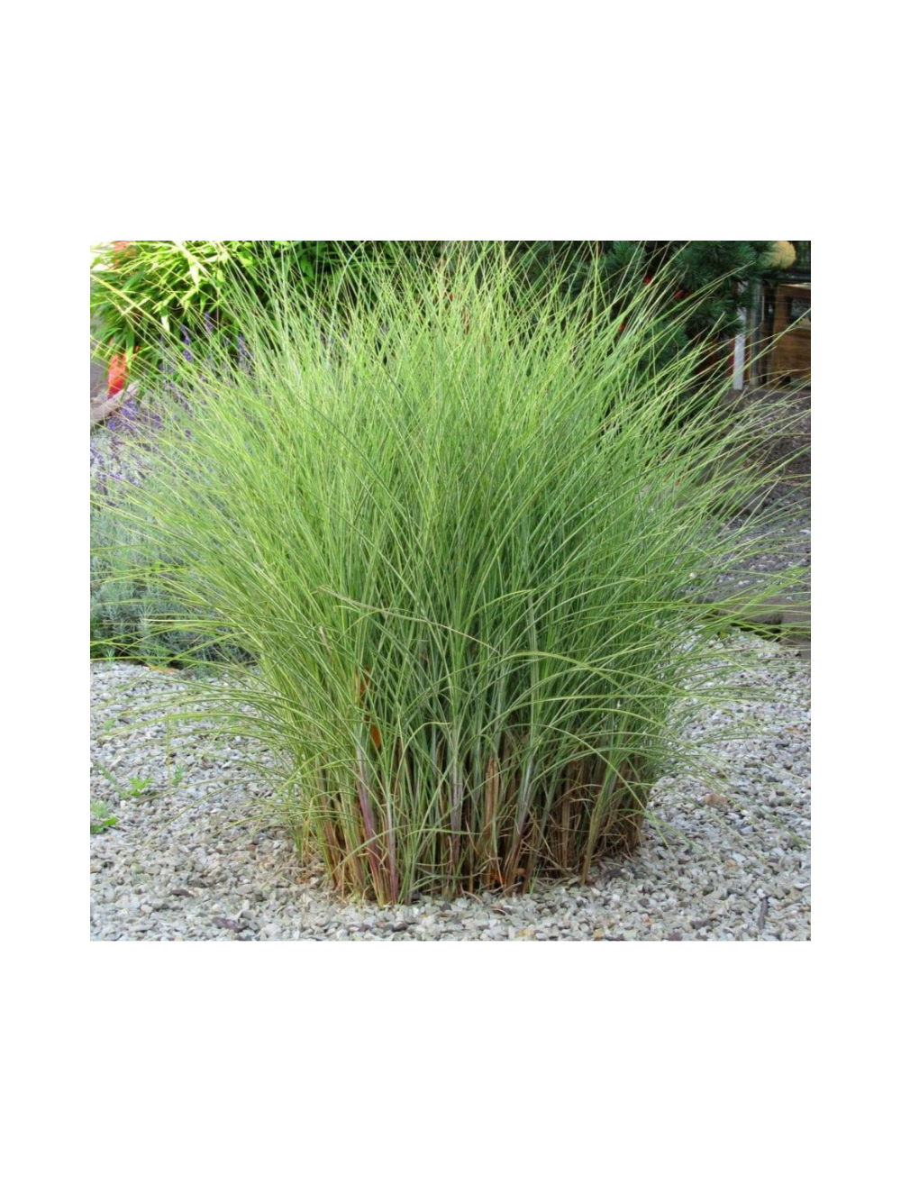 Miskant chiński - Miscanthus sinensis 'Morning  Light'