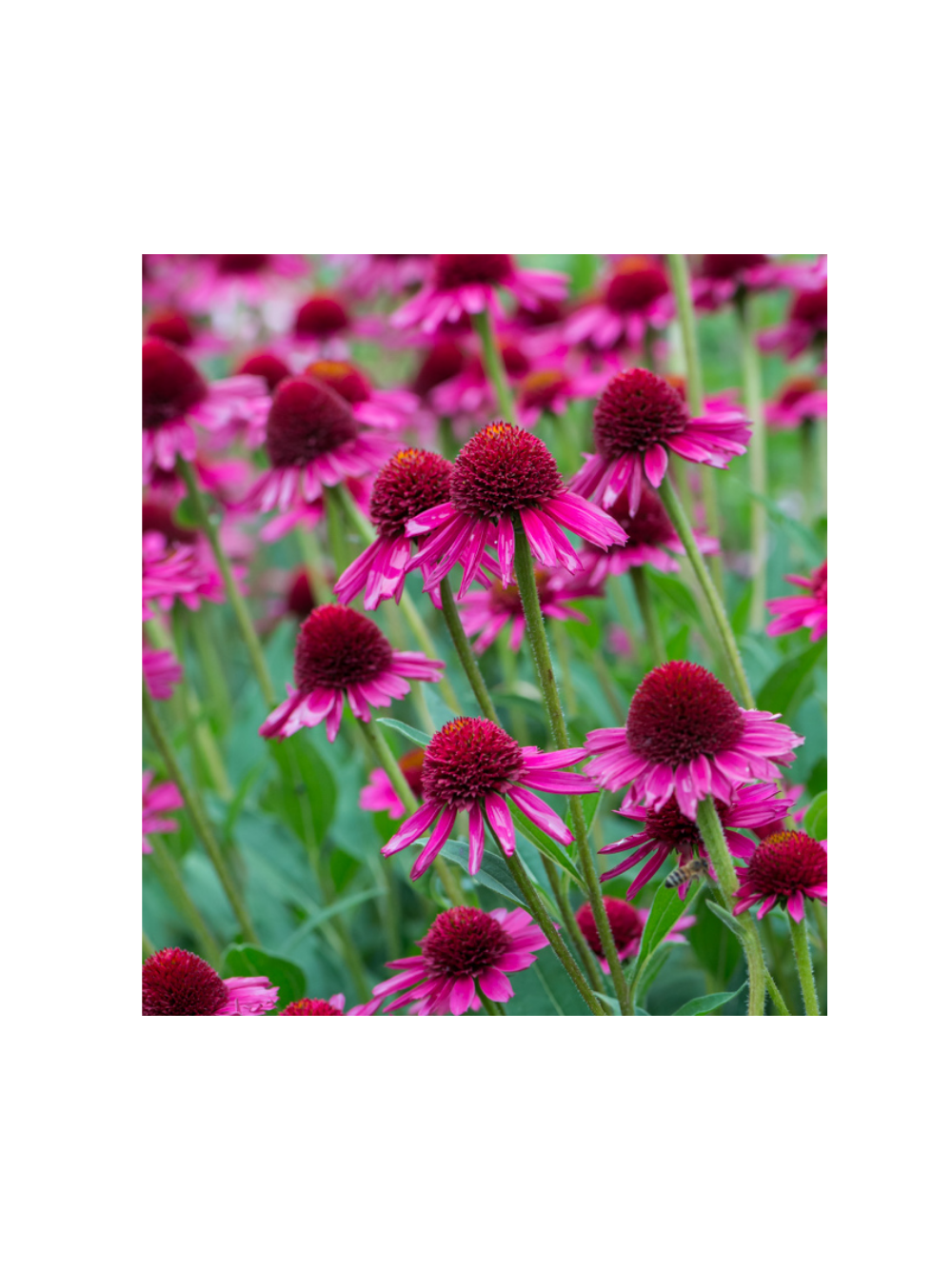 Jeżówka purpurowa - Echinacea purpurea 'Delicious Candy'