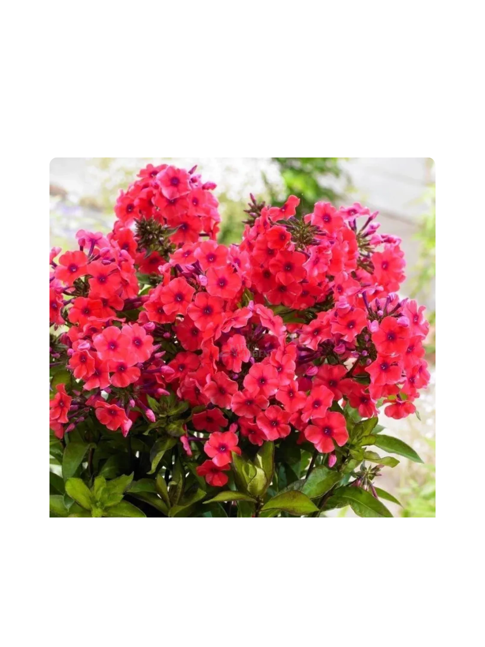 Floks wiechowaty - Phlox paniculata 'Flame Watermelon'