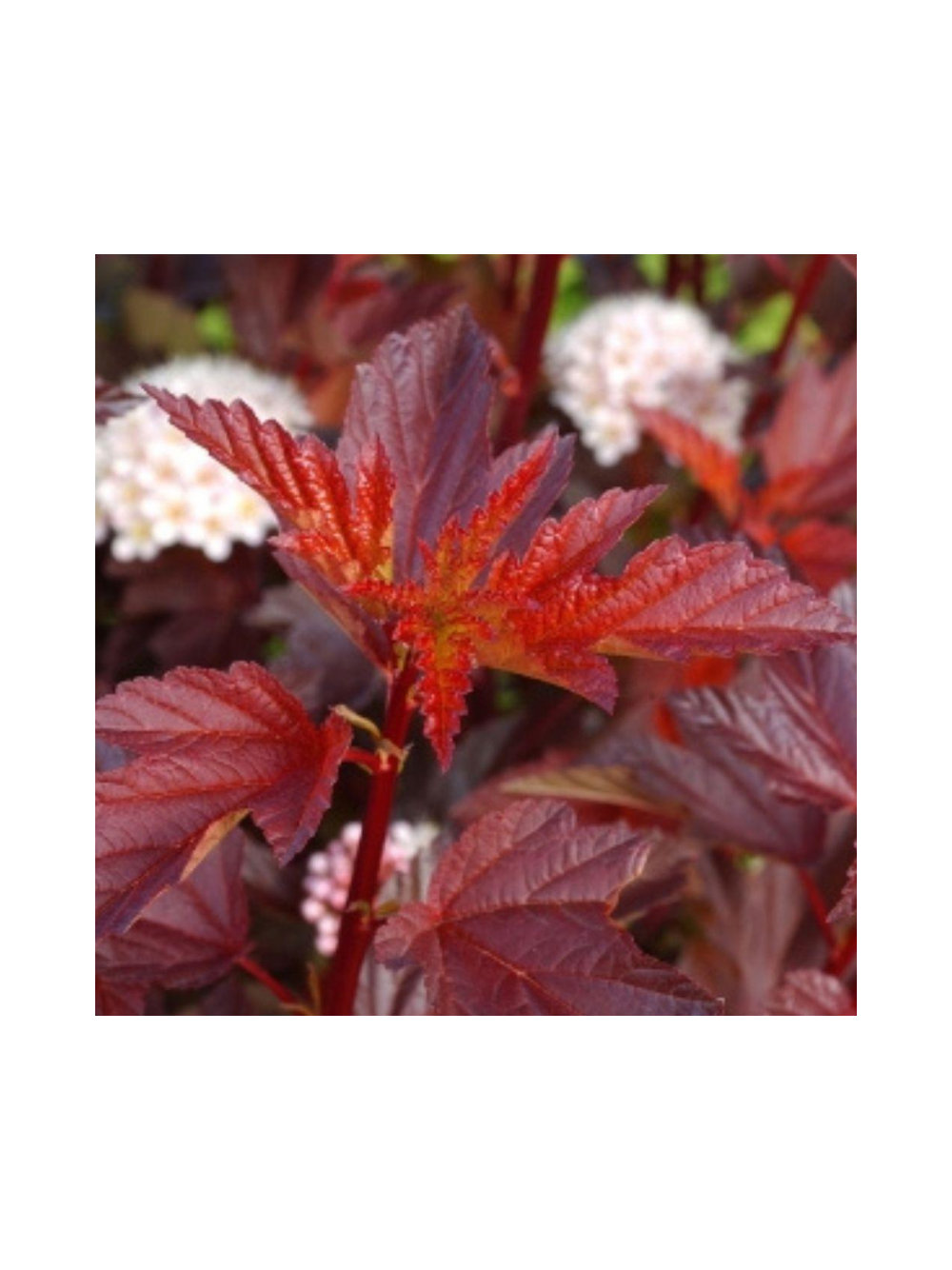 Pęcherznica kalinolistna - Physocarpus opulifolius 'Diable D'or'