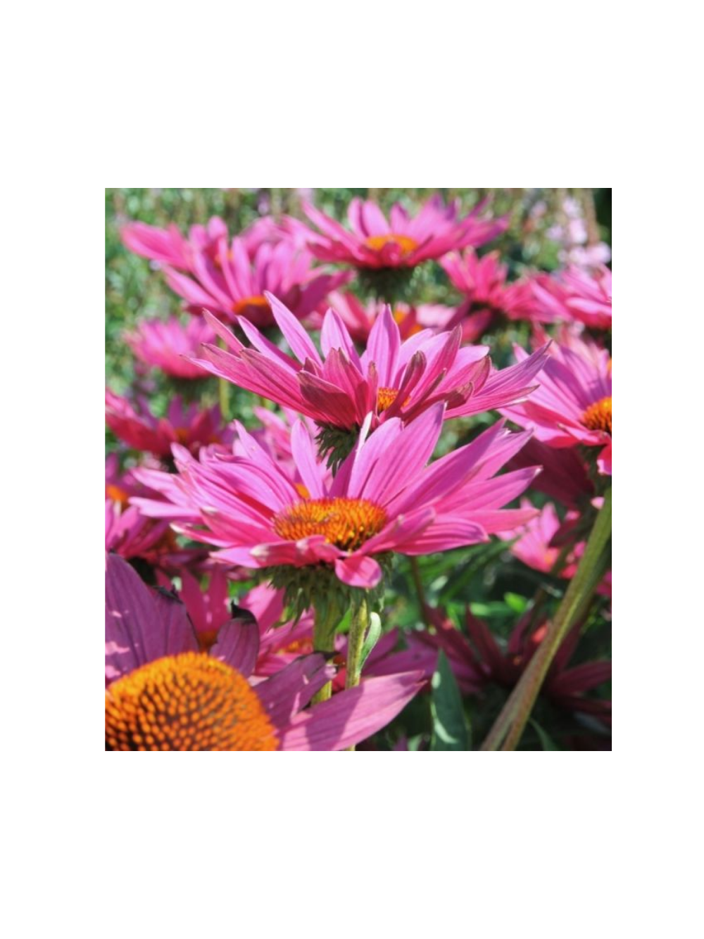 Jeżówka  - Echinacea 'JS ® Roho'