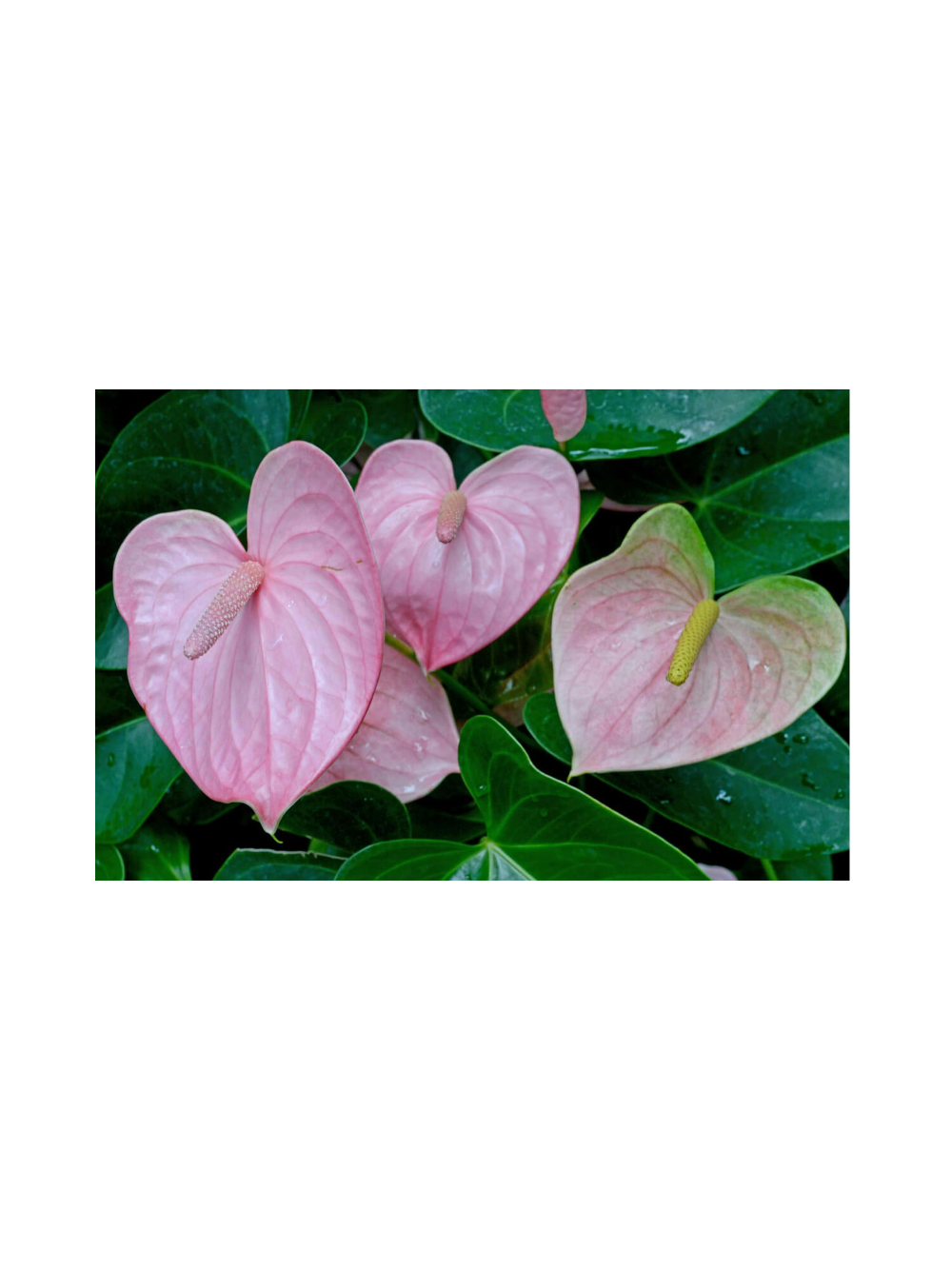 Anthurium różowe d12