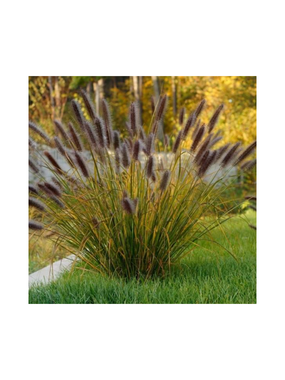 Rozplenica japońska - Pennisetum alopecuroides 'Red Head'