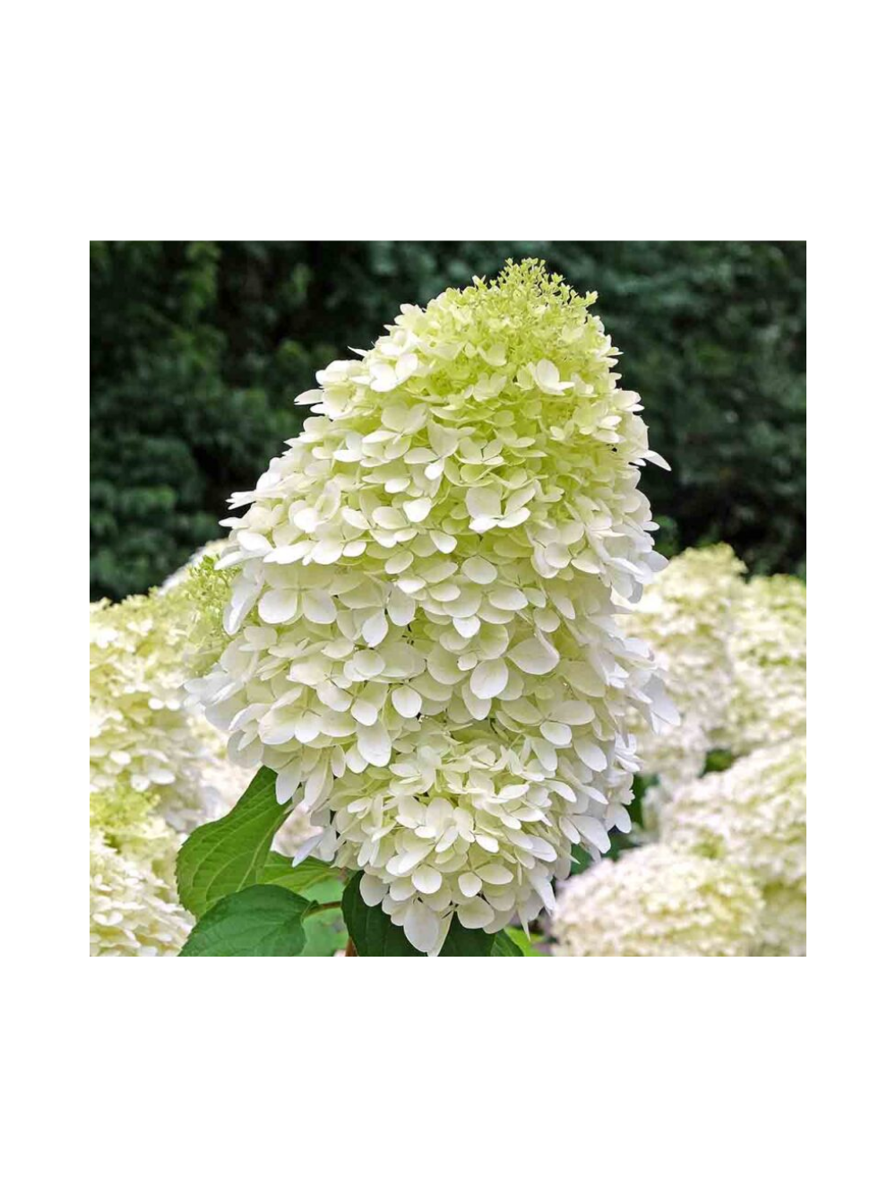 Hortensja bukietowa - Hydrangea paniculata 'Hercules'(R)
