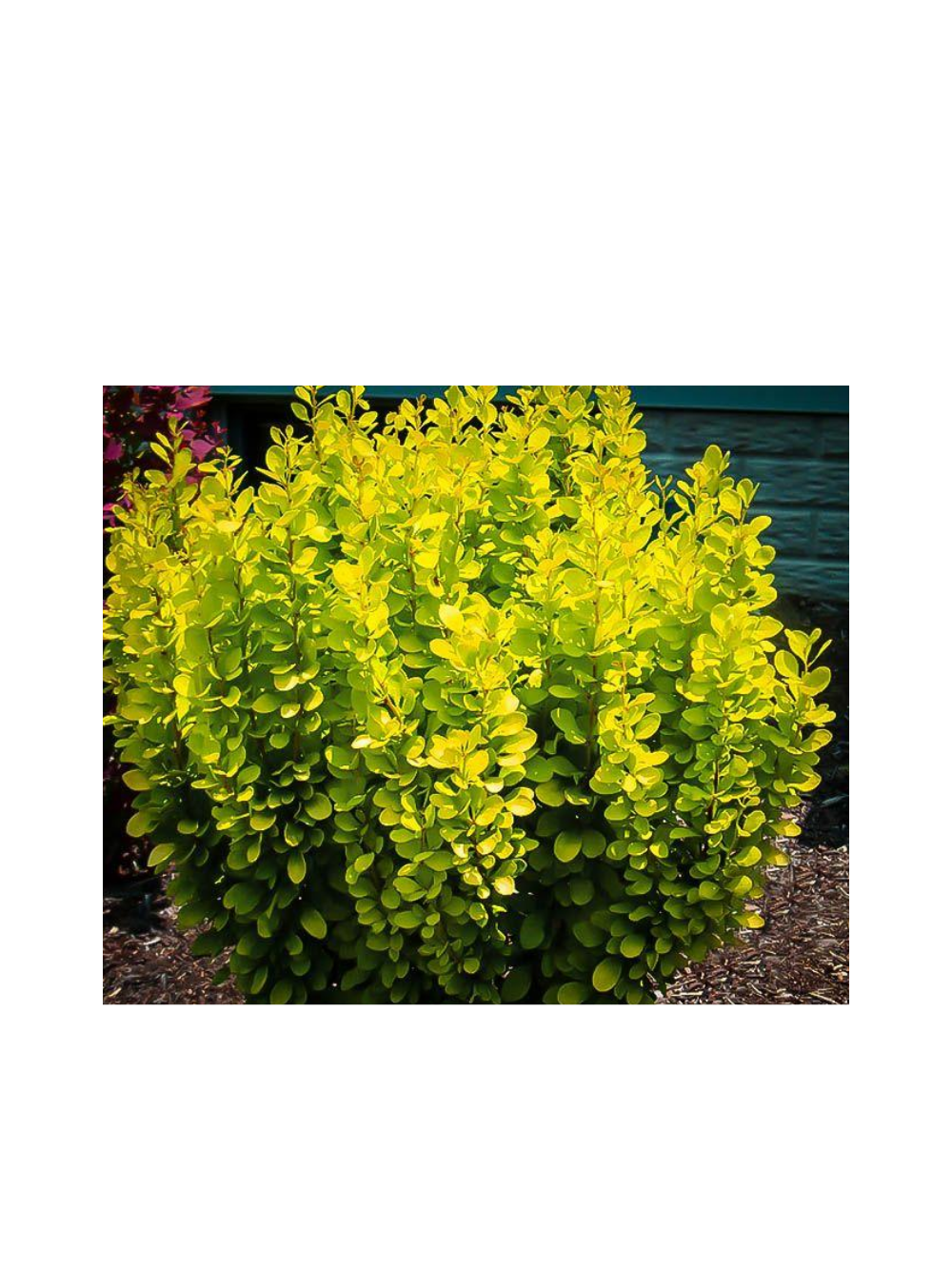 Berberys Thunberga - Berberis thunbergii 'Golden Rocket'(R)