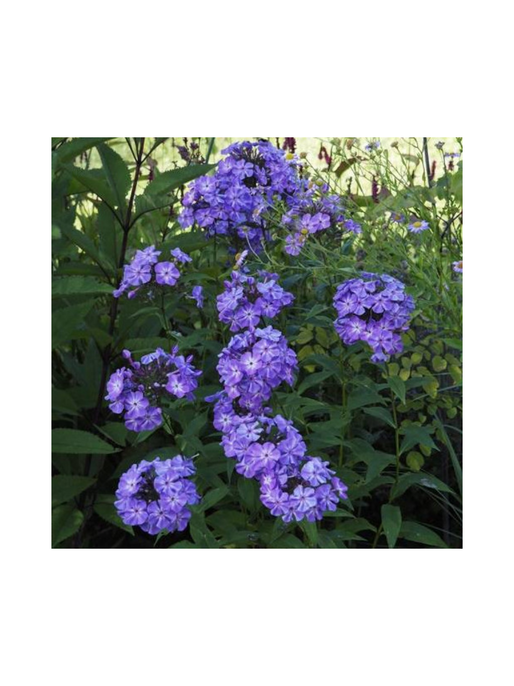 Floks wiechowaty - Phlox paniculata 'Blue Boy'