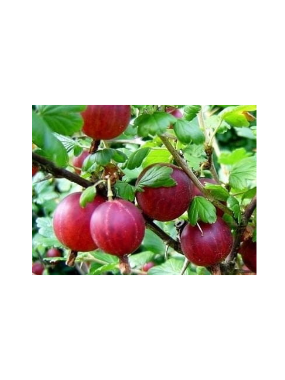 Agrest - Ribes uva-crispa 'Hinnonmaki Rot'