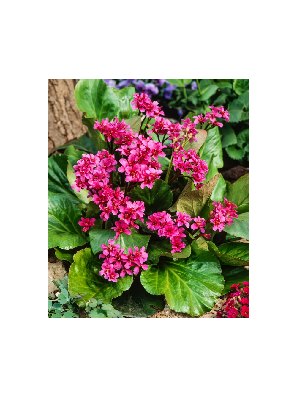 Bergenia sercolistna - Bergenia cordifolia 'Rotblum'