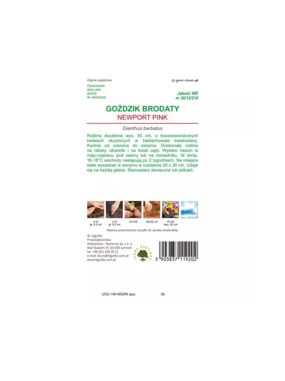 Goździk brodaty Newport Pink łososiowo-różowy